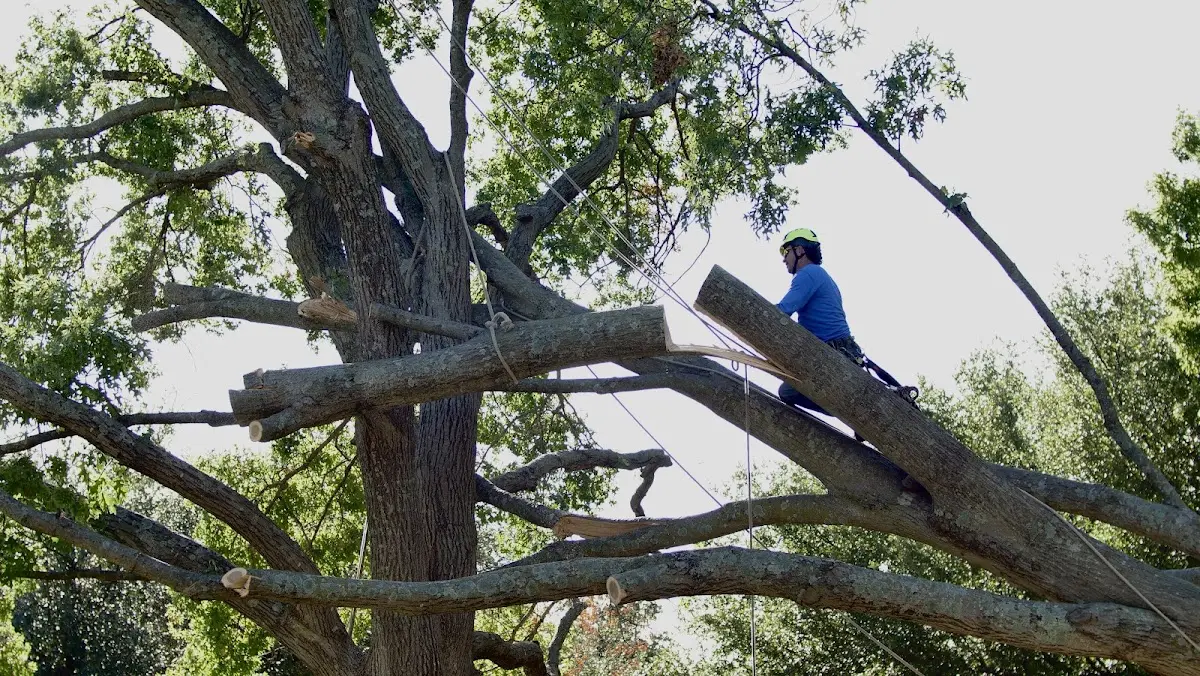 Professional Crown Thinning performed by certified arborists in Sandgap