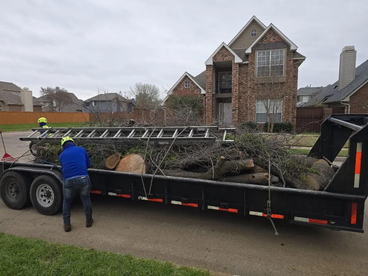 Expert Tree Removal with proper safety equipment in Sandgap